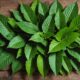 benefits and risks of kratom