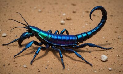 new venomous scorpion species