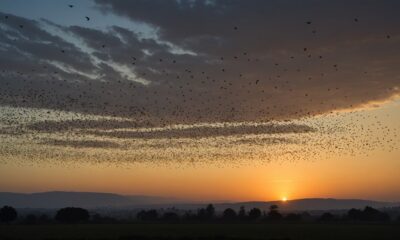 significance of starling migration