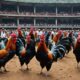 online cockfighting legalized indonesia